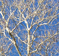 white branches and blue sky