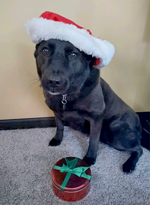 Tripod, a dog wearing a Santa hat, with a gift