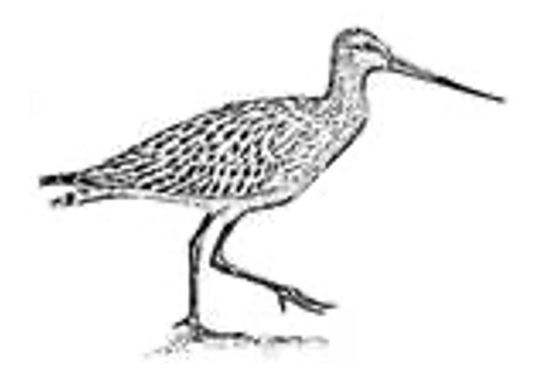 drawing of bird