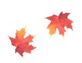 maple leaves