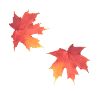 maple leaves